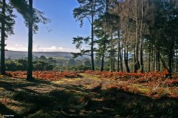 Arne RSPB Reserve Wallpaper