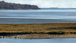 Arne RSPB Reserve Wallpaper