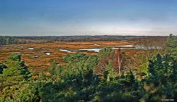 Arne RSPB Reserve Wallpaper