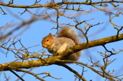 Grey Squirrel Wallpaper