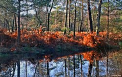 Arne RSPB Reserve Wallpaper