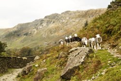 Far Easedale sheep 3 Wallpaper