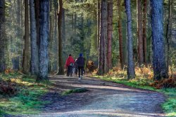 Cannock Chase Wallpaper