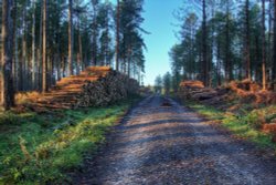 Cannock Chase Wallpaper