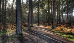 Cannock Chase Wallpaper