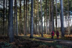 Cannock Chase Wallpaper