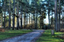 Cannock Chase Wallpaper