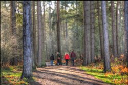 Cannock Chase Wallpaper