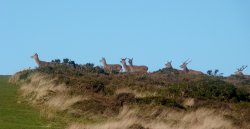 Quantock Hills Wallpaper