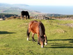 Quantock Hills Wallpaper