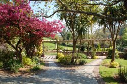 Cockington village in Devon beyond the trees Wallpaper