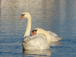 Swans at Ludham Bridge Wallpaper