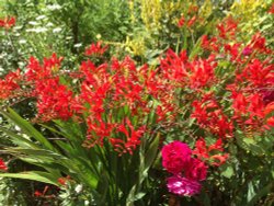 Flowers in Garden at Shakespeare's Birthplace Wallpaper