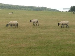 Sheep in fields near Dover Castle Wallpaper