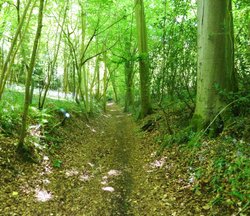 Footpath ... Great Bois Woods Wallpaper