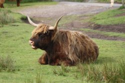 Highland cow on Exmoor, Somerset Wallpaper