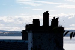 Pigeons take a rest in Culross Wallpaper