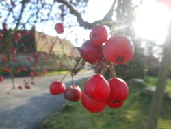 Winter berries, Draycote Wallpaper