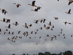 Autumn geese fly-in Wallpaper