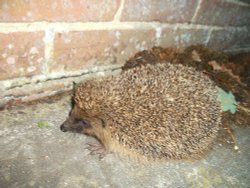 Hedgehog on farm near Marden, Kent Wallpaper