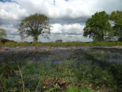 Bluebells on country farm near Marden, Kent Wallpaper