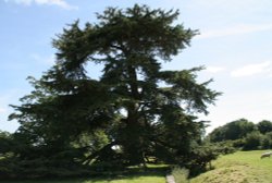 Lacock Abbey Grounds (1) - July, 2008 Wallpaper