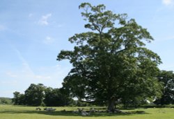 Lacock Abbey Grounds (3) - July, 2008 Wallpaper