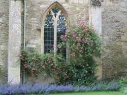 Lacock Abbey - Roses - June, 2003 Wallpaper