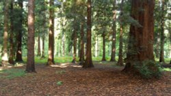 Woodland Walk, Virginia Water Lake Surrey. Wallpaper