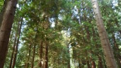 Tall Trees, Virginia Water Lake Surrey. Wallpaper