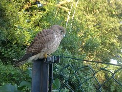 Kestrel on Fence Wallpaper