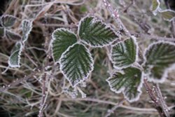 frosty leaf Wallpaper