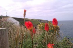 A floral view from beyond Port Isaac Wallpaper