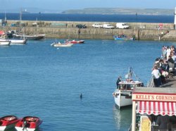 St. Ives Harbour - Feeding Time for Dolphin - June 2003 Wallpaper