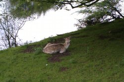 A deer at Milnthorpe Wallpaper