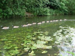 Line astern - River Colne Rickmansworth Wallpaper