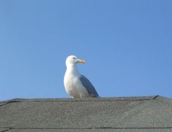 Lizard Point - Seagull on England's Most Southerly House - June 2003 Wallpaper