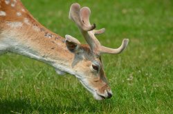 Fallow Deer, Bradgate Park Wallpaper