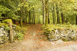 Rydal Park Woods Wallpaper