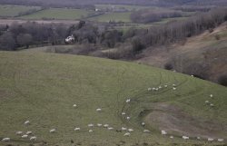 Valley Sheep Wallpaper