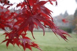 Autumn at Wakehurst Wallpaper