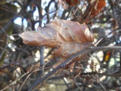 Leaf in Winter, Bilton Wallpaper