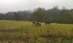 Horses content with the Romsley winter Wallpaper