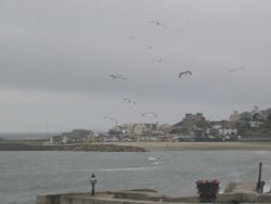 Lyme Regis Seagulls - June 2003 Wallpaper