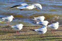 Gulls Wallpaper