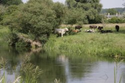 River Nene Wallpaper