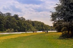 Buttercups at Gunthorpe Wallpaper