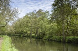 Canalside Trees near Guildford Wallpaper