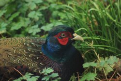 barnsley pheasant Wallpaper