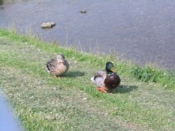 Burnsall - Ducks on the River Bank Wallpaper